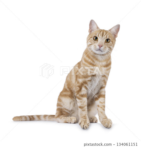 European Shorthair cat on white background 134061151