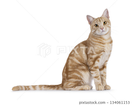 European Shorthair cat on white background European Shorthair cat on white background 134061153