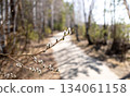 Spring buds on branch with blurred pathway in forest background 134061158