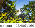 Bright yellow dandelion flowers blooming under sunlight in lush green forest 134061160
