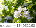 White blossoms on green foliage in bright sunlight showcasing nature's beauty 134061162