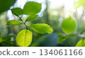 Close-up of vibrant green leaves with soft bokeh background in nature 134061166