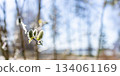 Spring buds on branch with soft sunlight and blurred background 134061169