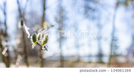 Spring buds on branch with soft sunlight and blurred background 134061169