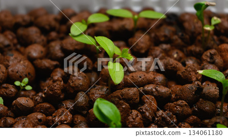 Young leaves sprouting on a hydroball 134061180