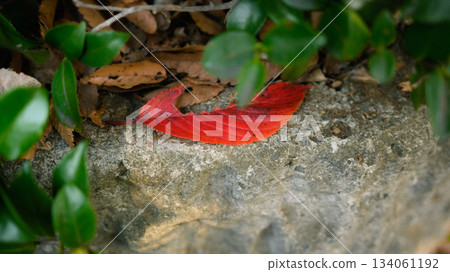 A red leaf fallen on a stone A red leaf fallen on a stone 134061192