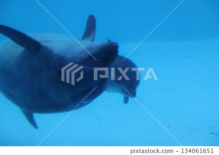 名古屋港水族館 名古屋港水族館 134061651