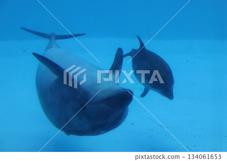 名古屋港水族館 名古屋港水族館 134061653