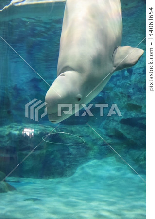 Beluga Bubble Rings at Port of Nagoya Public Aquarium 134061654
