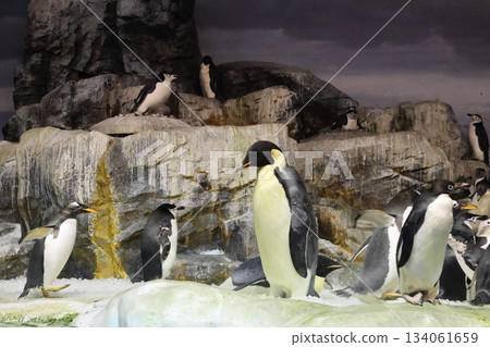 名古屋港水族館 134061659