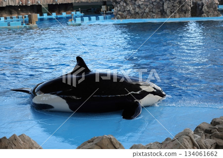 名古屋港水族館 134061662