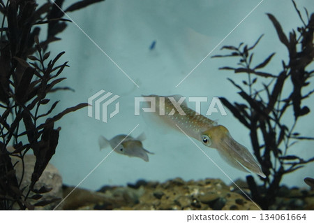 Port of Nagoya Public Aquarium Port of Nagoya Public Aquarium 134061664