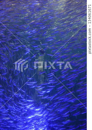 名古屋港水族館 134061671