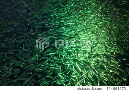 名古屋港水族館 134061673