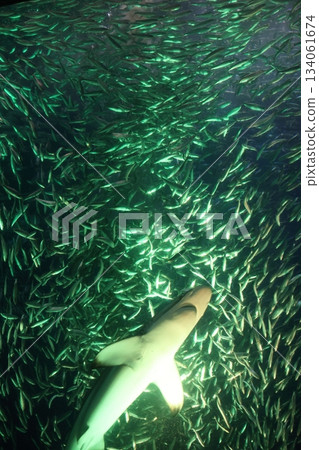 名古屋港水族館 134061674