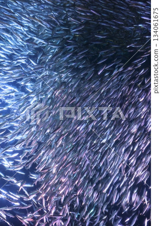 Port of Nagoya Public Aquarium  134061675