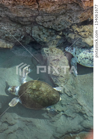 名古屋港水族館 名古屋港水族館 134061677