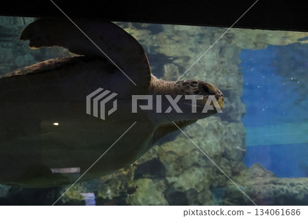 名古屋港水族館 名古屋港水族館 134061686