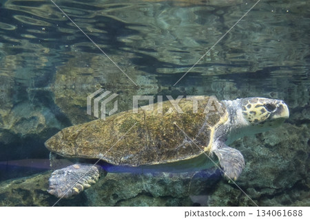 名古屋港水族館 名古屋港水族館 134061688