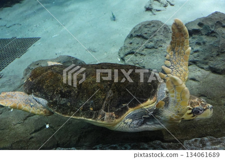 Port of Nagoya Public Aquarium Port of Nagoya Public Aquarium 134061689