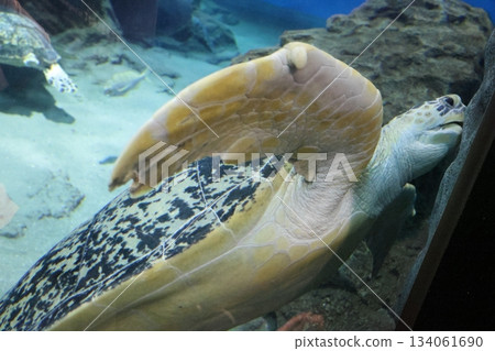 Port of Nagoya Public Aquarium  134061690