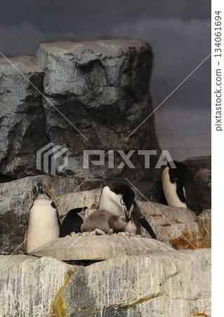 名古屋港水族館 134061694