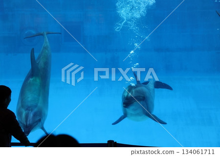 名古屋港水族館 名古屋港水族館 134061711