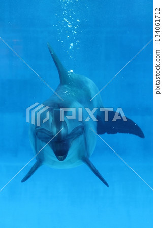 名古屋港水族館 名古屋港水族館 134061712