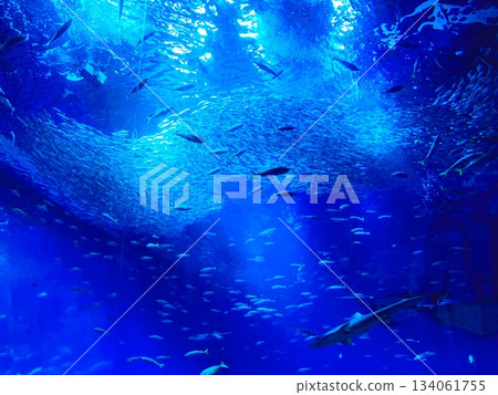水族箱裡深藍色的海水和成群的魚兒。 134061755