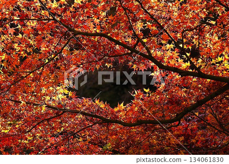 Autumn leaves dyed bright red 134061830