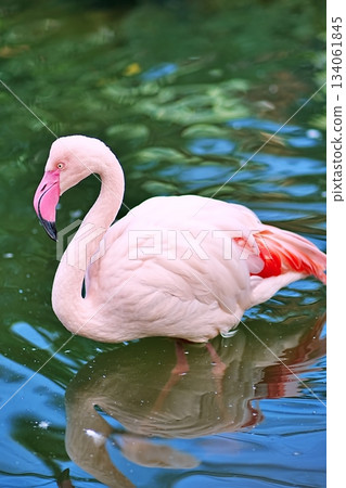Flamingo Flamingo 134061845