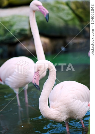 Flamingo Flamingo 134061848