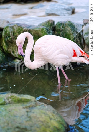 火烈鳥 134061850