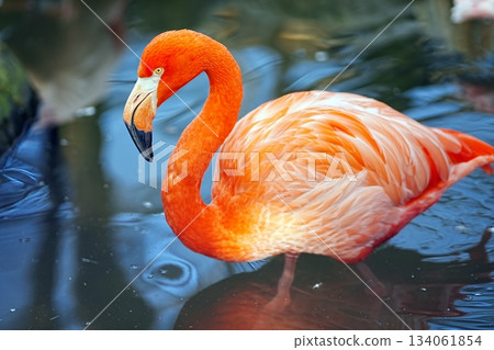 Beni Iro Flamingo Beni Iro Flamingo 134061854