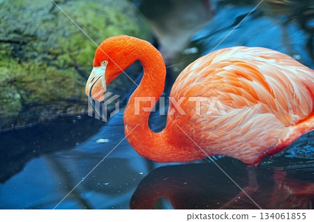 Beni Iro Flamingo Beni Iro Flamingo 134061855