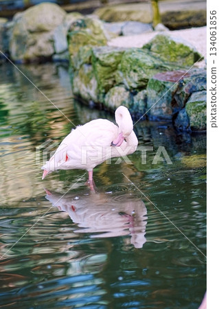 Flamingo Flamingo 134061856