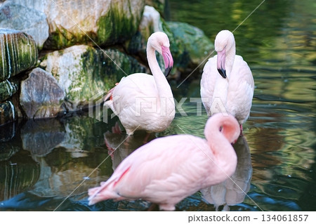 Flamingo  134061857