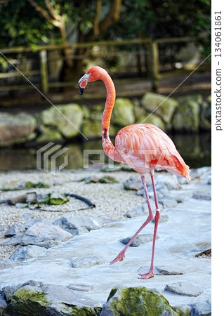 Beni Iro Flamingo 134061861