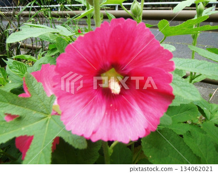Close-up of pink hollyhocks Close-up of pink hollyhocks 134062021