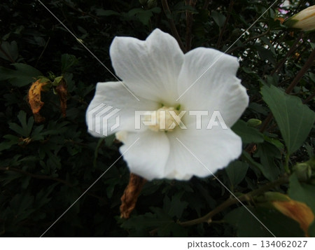 White mukoge's flower 134062027