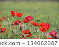 Red poppy flower (Papaver rhoeas) 134062087