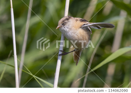 Juvenile bearded reedling perched on reed stem in Lelystad, Flevoland, Netherlands at Marker Wadden Juvenile bearded reedling perched on reed stem in Lelystad, Flevoland, Netherlands at Marker Wadden 134062090