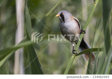 Bearded reedling on a reed stem at Marker Wadden in Lelystad Flevoland in the Netherlands during daytime Bearded reedling on a reed stem at Marker Wadden in Lelystad Flevoland in the Netherlands during daytime 134062093