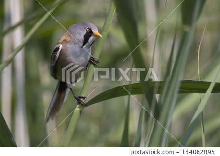 Bearded reedling perched on a reed stem in Lelystad, Flevoland, the Netherlands Bearded reedling perched on a reed stem in Lelystad, Flevoland, the Netherlands 134062095