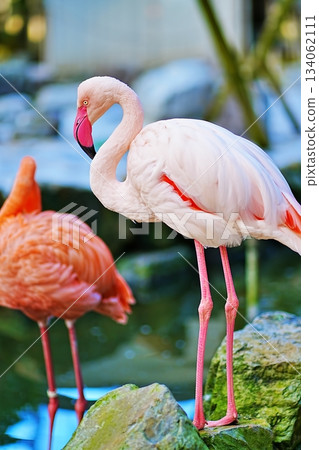 Flamingo Flamingo 134062111