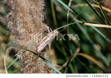 巴坦加粳稻 134062232