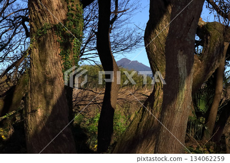 浪漫的茨城（透過樹木可以看到筑波山，樹木在風吹日曬下顯得格外迷人。） 古界川友誼公園 134062259