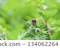 Thistle buds about to bloom 134062264