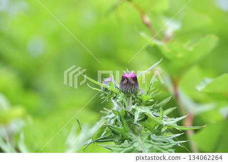 薊花花苞即將綻放 134062264