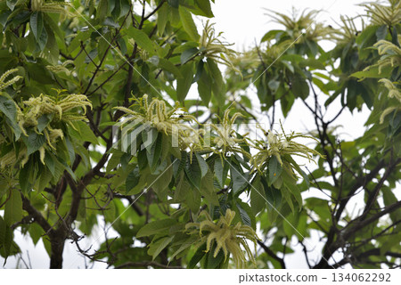 栗花盛開 栗花盛開 134062292